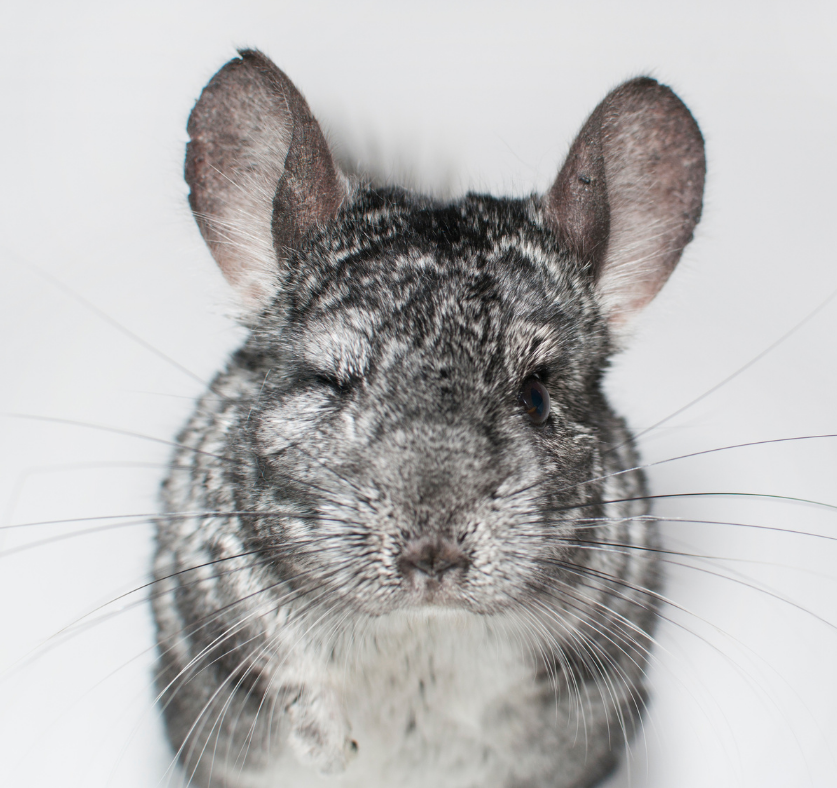 Sneezing chinchilla