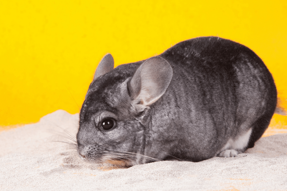 Chinchilla in dust