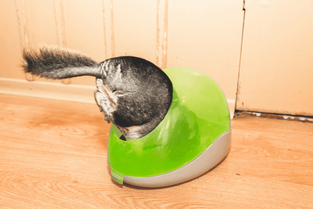 Chinchilla dust bathing