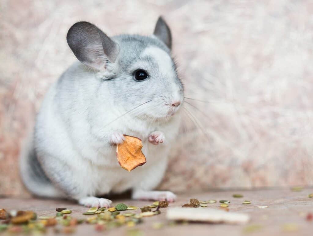 Chinchilla eating sweet potato