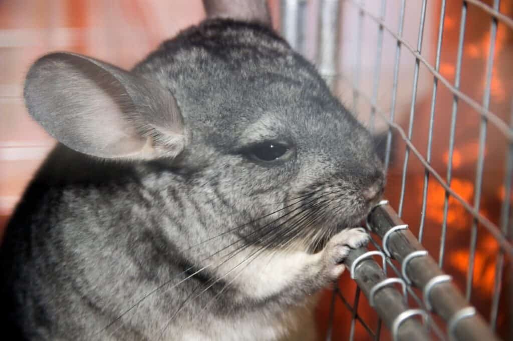 how much do chinchillas cost at petco
